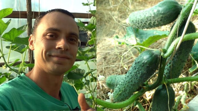 Городники розкрили секрет: як отримати великий врожай огірків