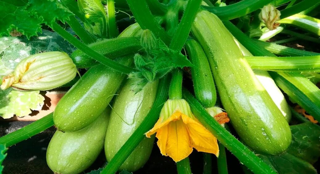 Налила під корінь 1 літр цього “рідкого золота” і город завалило врожаєм кабачків: від овоча немає відбою 