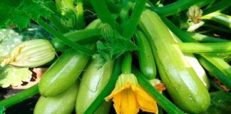 Як збільшити врожай кабачків