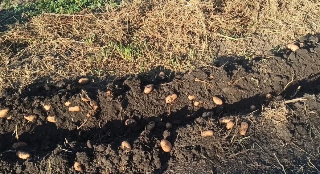 Моментальне відновлення за 1 раз: полила цим засобом і земля розпушилася. Не треба завозити новий ґрунт 