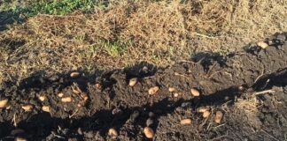 Городники назвали найкращі методи відновлення ґрунту