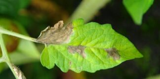 Що робити, якщо розсада пожовтіла і витягнулася