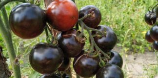 Городники розкрили секрет: які екзотичні томати найкращі для посадки