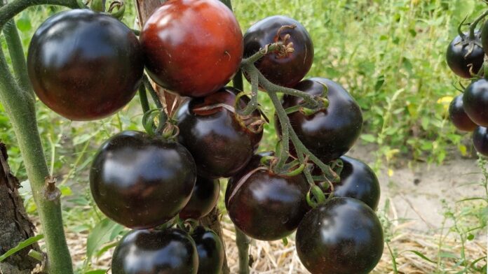 Городники розкрили секрет: які екзотичні томати найкращі для посадки