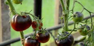 Що обовʼязково потрібно зробити після висадки томатів