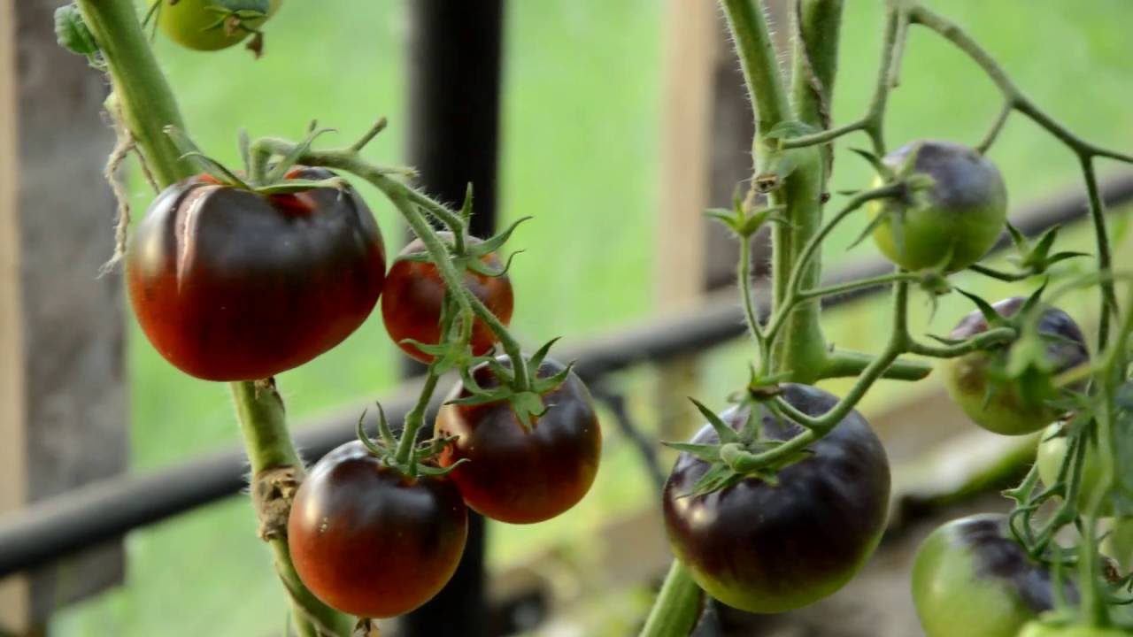 Що обовʼязково потрібно зробити після висадки томатів