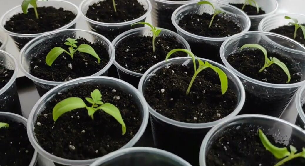 Якщо розсада томатів чи перцю витягнулася, роблю як бабуся вчила. Цьому способу немає рівних: росте в ширину 