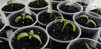 Як правильно обробити розсаду бурштиновою кислотою