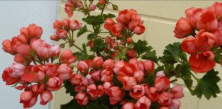 Садівники назвали найкращі методи догляду за геранню