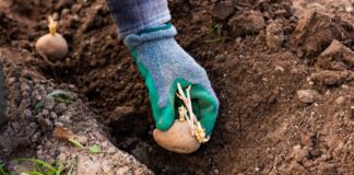 Саджаємо картоплю правильно: поради спеціалістів