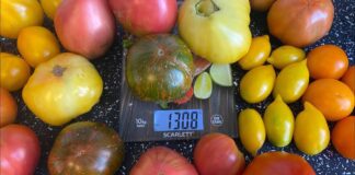 Городник розповів, де краще висадити томати й огірки для врожайності