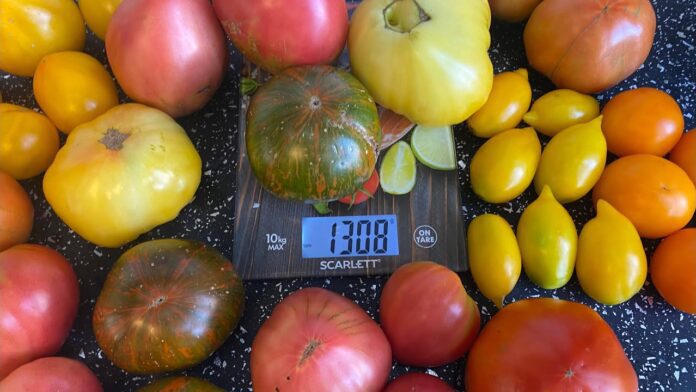 Городник розповів, де краще висадити томати й огірки для врожайності