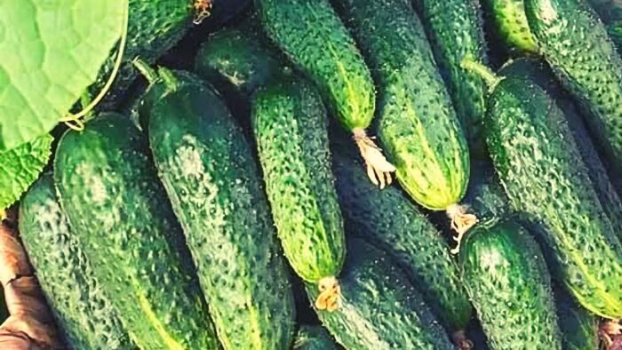 Технологія посіву огірків: рекомендації городників