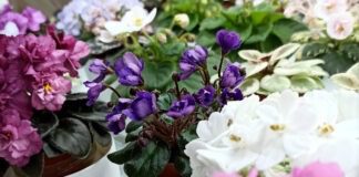 Які кімнатні рослини треба посадити вдома для гарної енергетики 