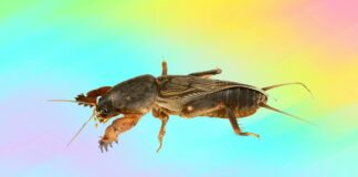 Городник розповів, як вивести ведмедку з ділянки за раз