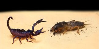 Городник розповів, чим за раз вивести ведмедку з ділянки