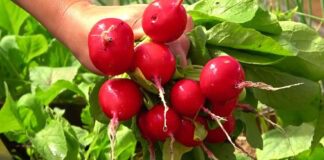 ородники розкрили секрет: як отримати великий врожай редиски