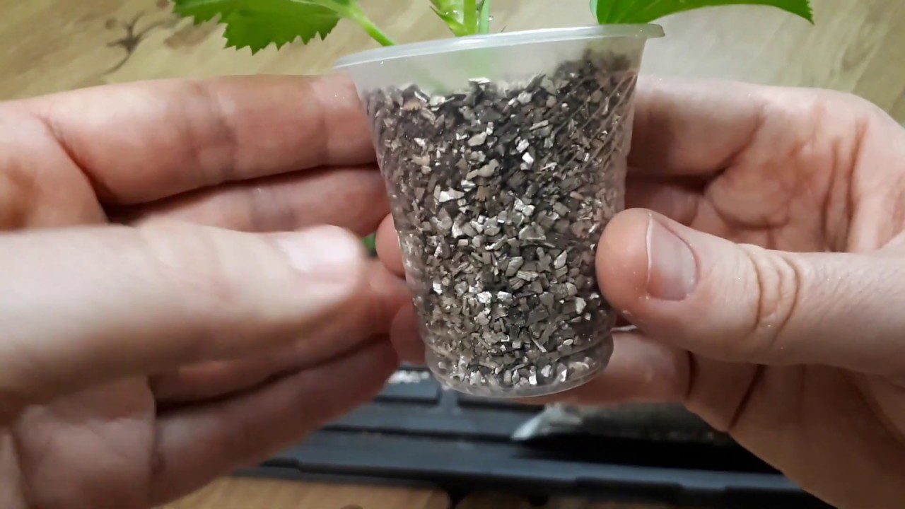 Укоренение черенков в перлите. Укоренение листа фиалки в перлите. Агроперлит укоренение черенков. Можно ли укоренять в перлите. Черенки пеларгонии в вермикулите.