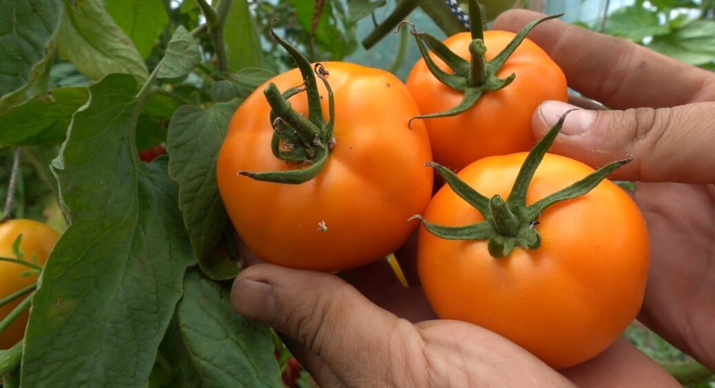 Оце врожай! Цей унікальний сорт помідорів виявився найкращим з усіх, які я знаю: невибагливий та врожайний 