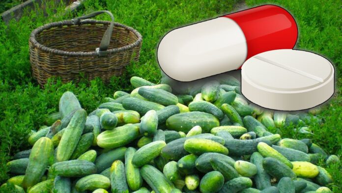 Поради садівника: як зберегти здоров'я огірків та отримати якісний врожай Поради садівника: як зберегти здоров'я огірків та отримати якісний врожай