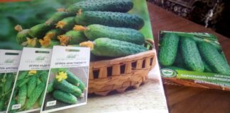 Садівники назвали найкращіий сорт огірків-гібридів