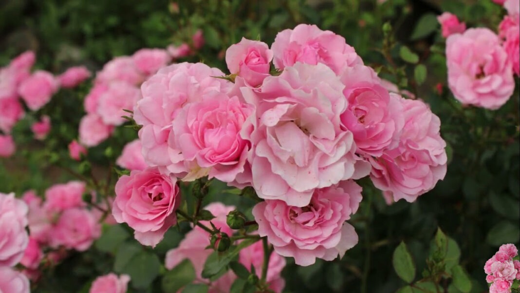 Садівники назвали 4 найкращих добрива для троянд