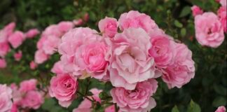 Садівники назвали 4 найкращих добрива для троянд
