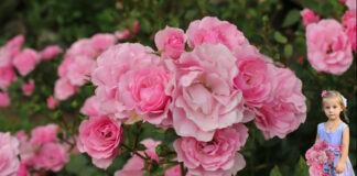 Чим можна підживити троянди на клумбі: поради садівників 