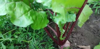 Коли та як варто садити буряк: поради