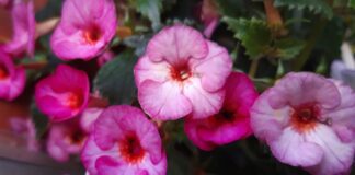 Садівники назвали найкращі сорти квітів для саду