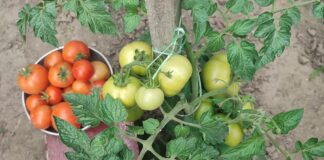 Технологія підживлення томатів: рекомендації спеціалістів