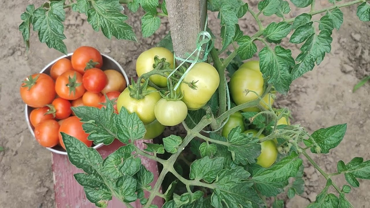 Як збільшити врожай помідорів: простий спосіб