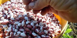 Експерти розповіли про найкращі сорти квасолі для городу  