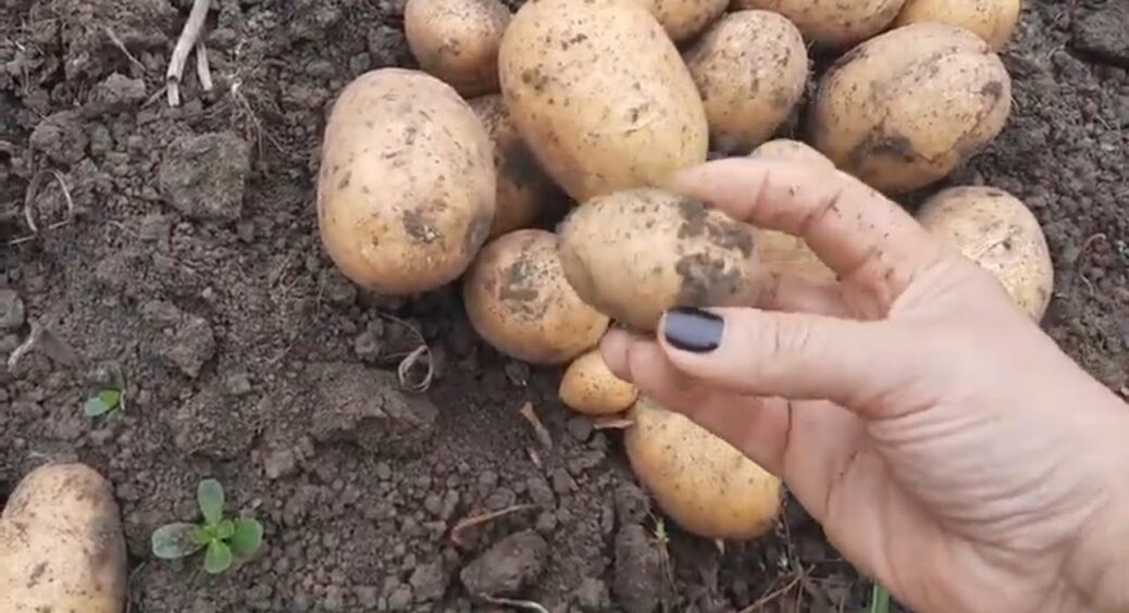 Сусідка кусає лікті! Цей сорт картоплі треба стовідсотково посадити на городі: багатий врожай забезпечено 