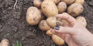 Городники назвали кращий сорт картоплі: багатий врожай гарантовано