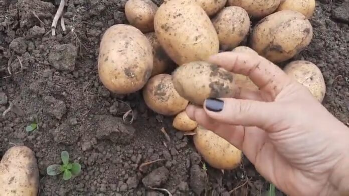 Городники назвали кращий сорт картоплі: багатий врожай гарантовано