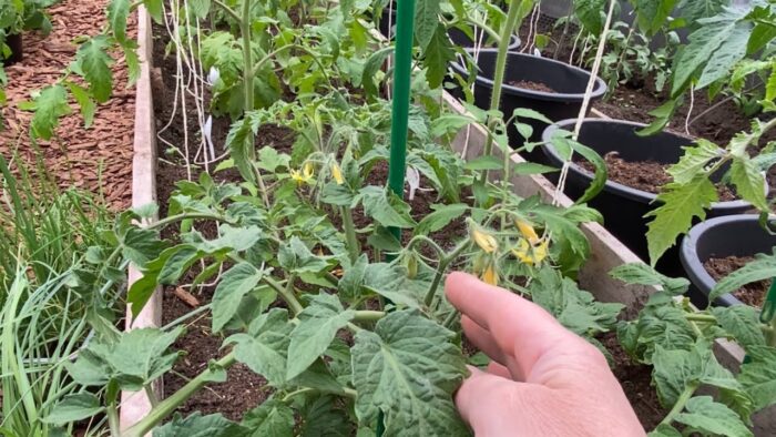 Садівники назвали популярні помилки у догляді за томатами