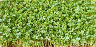 Як виростити мікрогрін на підвіконні