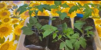 Помилки городників при вирощуванні розсади томатів