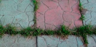 Як позбутися від трави на доріжках: швидкий лайфхак 