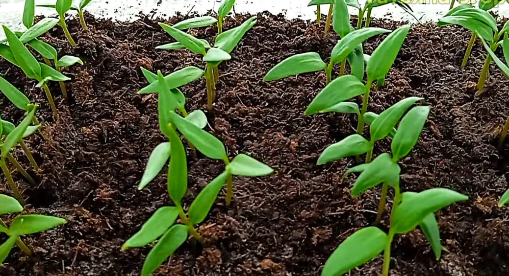 Після такого посіву перець будь-якого сорту зійде “щіткою” за лічені дні: врожай збираю 50-кг мішками 