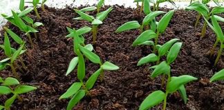 Простий спосіб вирощування перцю