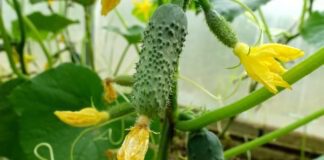 Добриво для огірків