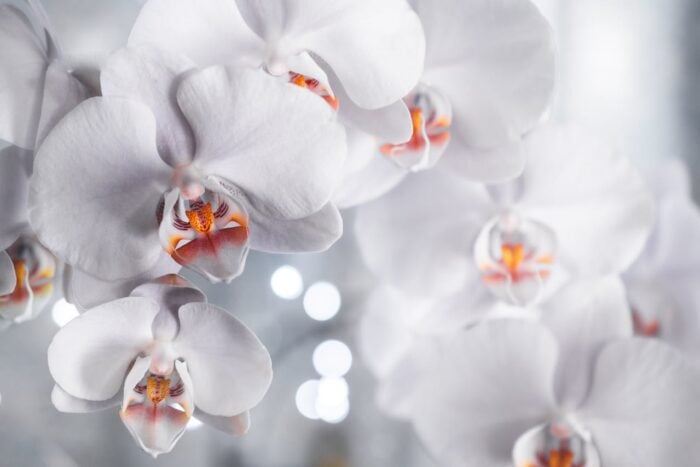 Флористи назвали найкращі методи по догляду за орхідеєю