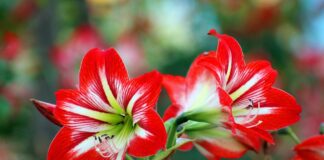 Технологія підживлення квітів: рекомендації флориста