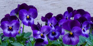 Що робити, якщо на фіалках зʼявилася борошниста роса 