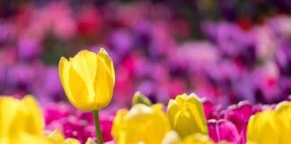 Технологія догляду за тюльпанами: рекомендації садівників