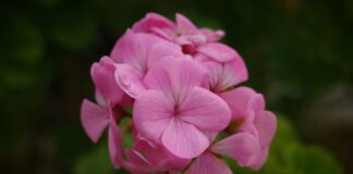 Які квіти краще посадити в 2024 році