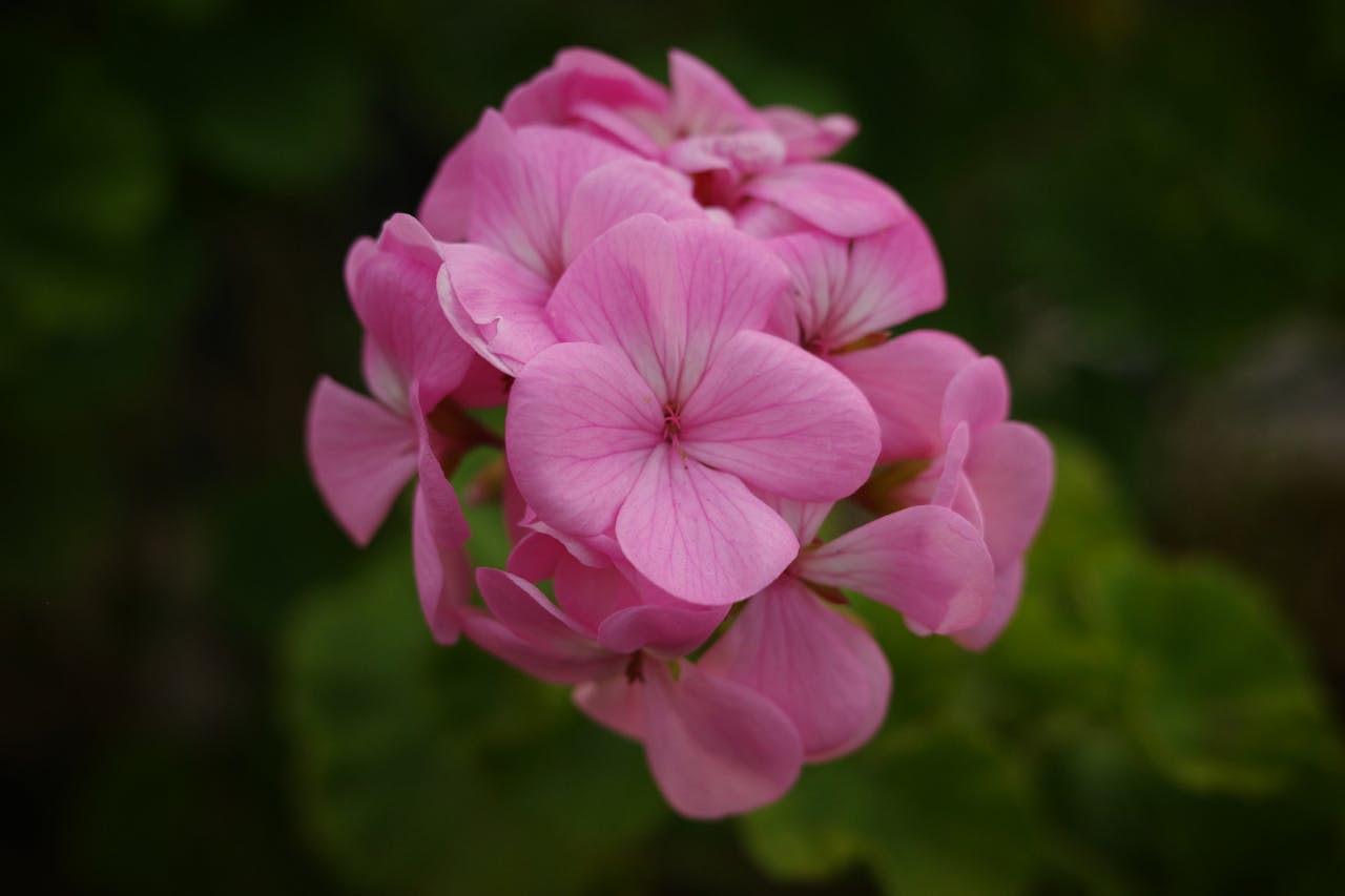 Які квіти краще посадити в 2024 році