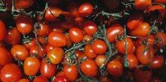 Городники назвали найкраще підживлення для томатів